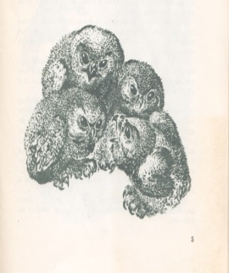 Нажмите для увеличения. Бианки, В. В. Лесные разведчики. Фото книги из фонда библиотеки 